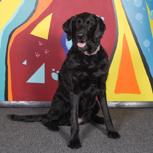 Fundraising Page: kathleen Ladwig